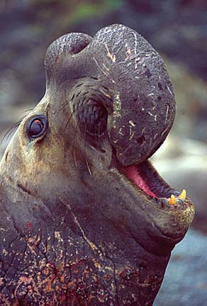 how can i not be ugly elephant how can i not be ugly elephant